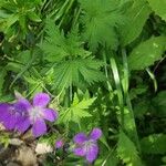 Geranium sylvaticumFuelha