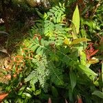 Phyllanthus amarus Levél