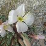 Eulobus californicus Flower