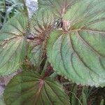 Gloxinia perennis Leaf