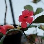 Rhododendron christi