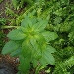 Ludwigia erecta Blatt