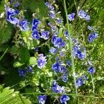 Veronica chamaedrys Blomma