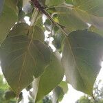 Populus deltoides Blatt