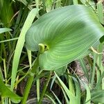 Pontederia cordata Blad