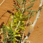 Astragalus gombo
