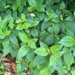 Miconia crenata Leaf