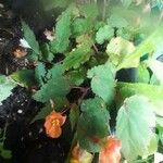 Begonia sutherlandii برگ