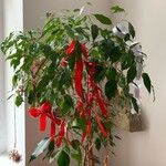 Ficus benjamina Yaprak