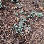 Antennaria parvifolia Листок