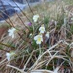 Pinguicula alpina Pokrój