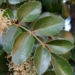 Gevuina avellana Leaf