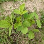 Glycine max Feuille