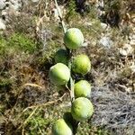 Asphodelus macrocarpus Fruit