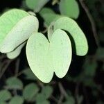 Bauhinia tomentosaBlad