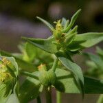 Euphorbia exigua List