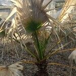 Washingtonia robustaYaprak