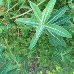 Euphorbia illirica Leaf