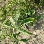 Cleome gynandra Blad