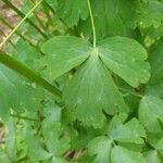 Aquilegia atrata Leaf