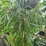 Huperzia nummulariifolia Celota