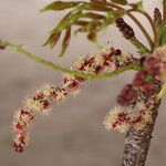 Sclerocarya birrea Цвят