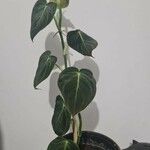 Philodendron melanochrysum Yaprak