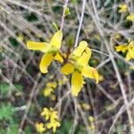 Forsythia intermedia Flower