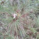 Pinus taeda Blad