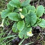 Primula vulgaris Hábito