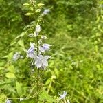 Campanulastrum americanum Fleur