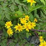 Arnica lanceolata Virág