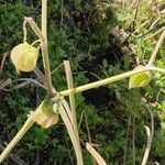 Physalis angulata Frutto