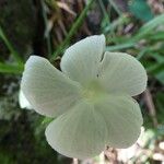 Thunbergia laevis ᱵᱟᱦᱟ