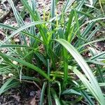 Carex microglochin ഇല