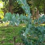 Acacia podalyriifolia Hoja