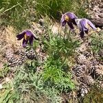 Pulsatilla montana Habitus