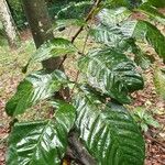 Nephelium ramboutan-ake Leaf