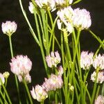 Polygala longicaulis Flower