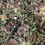Centaurea diffusa Hoja