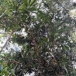 Podocarpus elatus Elinympäristö