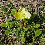 Oenothera triloba Hábito