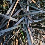 Ophiopogon planiscapus 葉