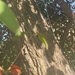 Erythrina crista-galli Corteza