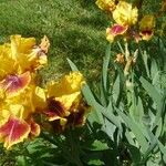 Iris variegata Blüte