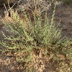 Salsola oppositifolia Συνήθη χαρακτηριστικά