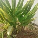 Curcuma longa Leaf