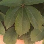 Parthenocissus inserta Лист