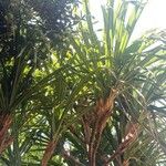 Pandanus tectorius 葉