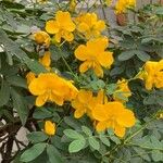 Senna occidentalis 花